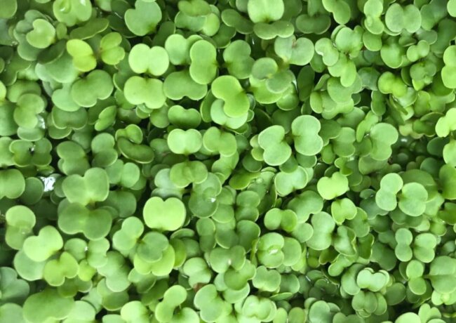 Microgreens die Vitamin Booster im Winter