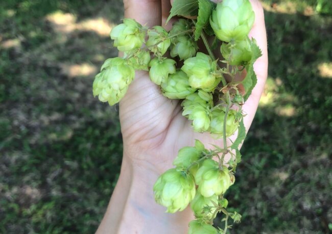 Wilder Hopfen